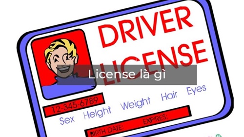 license la gi